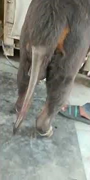 dog swelling hind leg