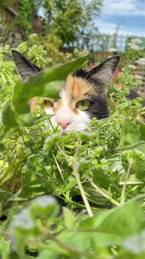 The BEST at hiding 🙊🙊 #cat