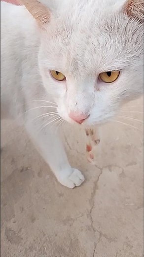 Soft Cat Meow ASMR 🐈 Whispering Whiskers #youtubeshorts #viralvideo