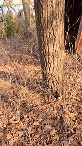 19K views · 256 reactions | Outhouse - scene from "Back 2 the bar - episode 5 of season 18" | Boys In The Woods | Facebook