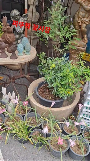 세계에서 가장 좋은 태국 꽃시장 ตลาดดอกไม้ที่ดีที่สุดในโลกอยู่ที่กรุงเทพฯ