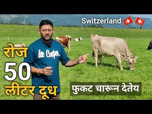 Smart grazing techniques of low cost milk production in Switzerland dairy farm india