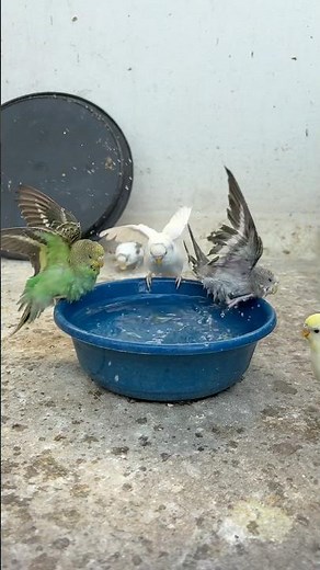 Budgies Bathing at Morning 🕊️#birds #lovebirds #budgies #birdsbath #beautiful #trending #parakeet