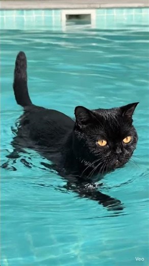 ##cat swim in swimming pool##