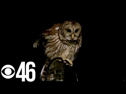 OWL ATTACKS: People in metro Atlanta report being attacked by owls