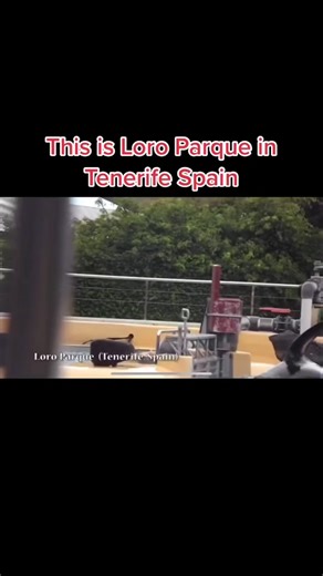 Morgan Orca Captivity: Disturbing Video at Loro Parque