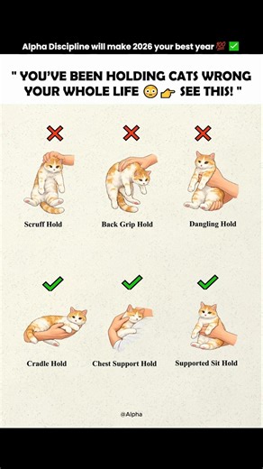 Better ways to hold your feline friend! 🐈✨ #CatCare #CatTips #PetSafety