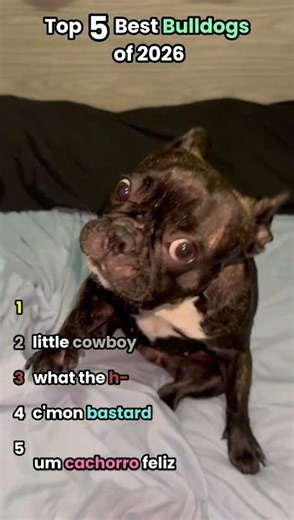 Top 5 Best Bulldogs of 2026 #bulldogs #funnydogs