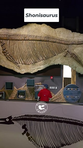 Shonisaurus, marine giant! Found in 1920 in Nevada’s Late #Triassic ~235 mya Luning Formation, this absolutely gigantic marine reptile is not a dinosaur, despite the saurus name, but is rather a huge #ichthyosaur! At nearly 50’ in length it is astounding to behold here at the Nevada State Museum in Las Vegas, Nevada. Longer, and probably heavier, than a full-sized yellow school bus, I grew up thinking it lived in schools as 37 skeletons were excavated from one Nevada desert locality in the 1950s
