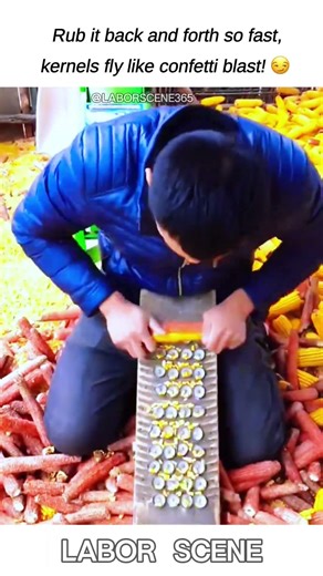 DIY corn sheller made by fixing beer bottle caps on a wooden board for manual threshing.