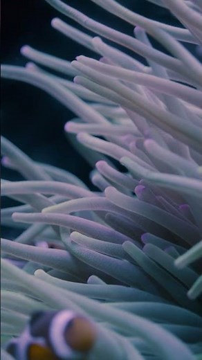 Mesmerizing Clownfish Hiding in a Sea Anemone 🌊🐠 | 4K Ultra HD Underwater Macro Footage #4knature