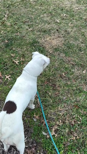 Pivot! thought she was seeing things. Are you seeing this too? WHAT ARE THOSE? Pivot! was not jumpy, took treats gently and knows sit and down. She was shocked 🤯, but quite easy to redirect from the goats. Equal parts brains and beauty. 🩷 Pivot is in foster, email MASFoster@louisvilleky.gov to meet her. #yourcityshelter #louisville #dogsoflouisville #adoptdontshop #adopt | Louisville Metro Animal Services