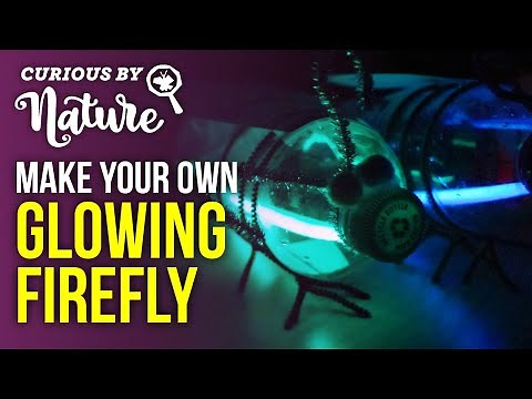 What is Bioluminescence? (+ Firefly Craft)