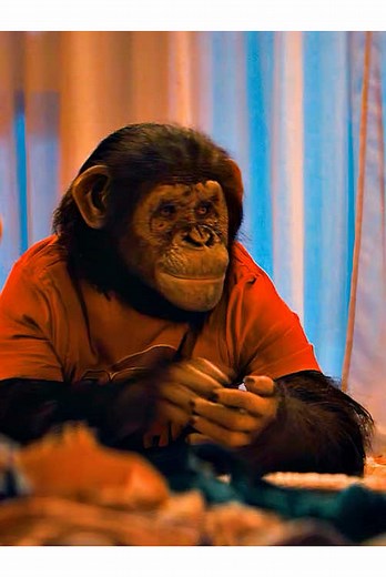 What Happens When a Chimpanzee Contracts the Rabies Virus?