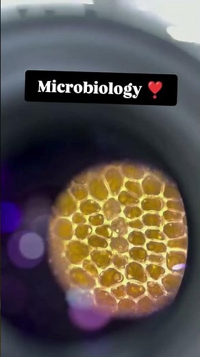 Bacterial Growth in Microbiology | Phases, Factors & Curve Explained
