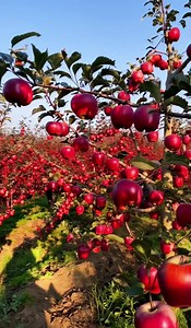 28M views · 908K reactions |  Apple Growing in Canada: A Local...