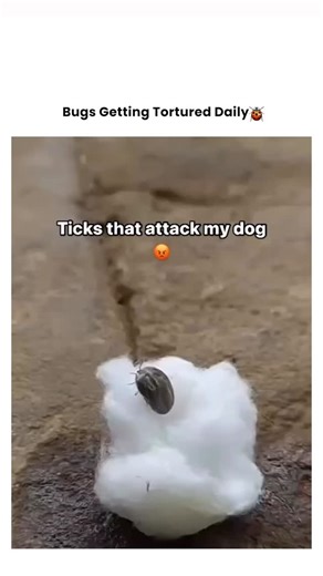 Bugs Getting Tortured 🪲 on Instagram: "When the Tick Gets a Gasoline Spa Treatment 🕷⛽️🔥 It thought it found a forever home on your dog... until it was doused in fuel and introduced to open flame. This isn't removal—it's a personal cremation. 💥 The Offense: Blood-sucking from a beloved pet. 💥 The Method: Petrol soak followed by instant ignition. 💥 The Reaction: A brief, fiery sizzle of pure justice. 💥 The Result: Tick vaporized, dog avenged, problem solved with extreme prejudice. Sometimes
