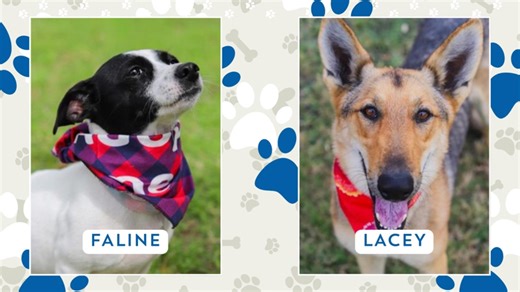 Perfect pet: Meet Faline and Lacey!