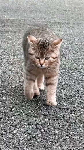 Cute tabby cat walking towards you 🐾 #cat #cute #shorts