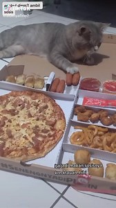 17K views · 1.2K reactions | sudah pro, bisa ambil sosis tanpa ngeliat | Ikatan Kucing Indonesia (IKI) | Facebook