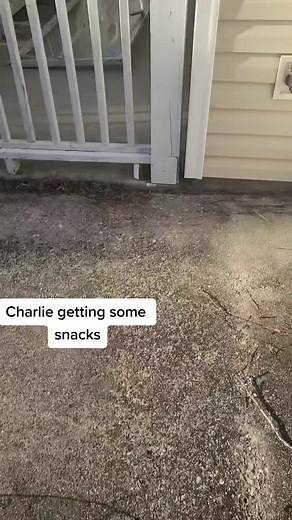 NoTouchy🦙 (@notouchy84)’s videos with original sound - NoTouchy🦙