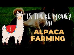 Is There Money In Alpaca Farming