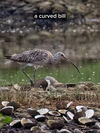 Exploring the Eurasian Curlew at Sungei Buloh