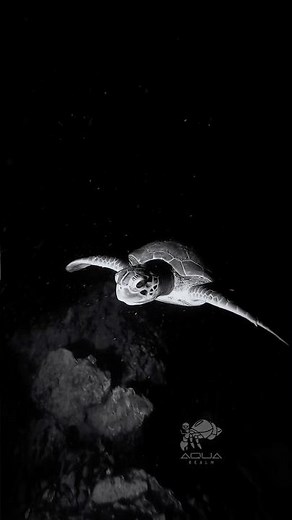 Green Sea Turtle at Night | Rare Footage of Chelonia mydas in the Persian Gulf 🌊🐢🌙