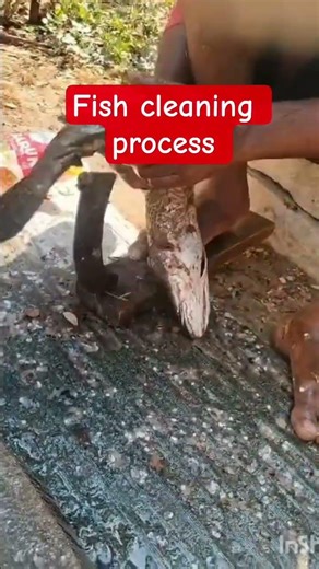 fish cleaning process