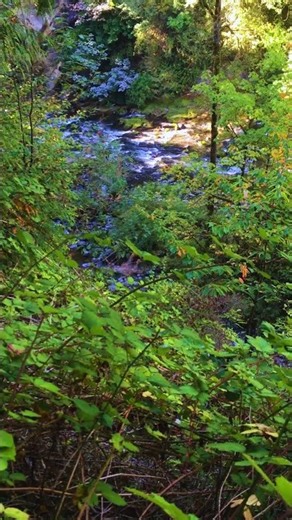 Peaceful Ledge | Primeval Vibes | Green River Gorge | Washington State #nature #river #forest