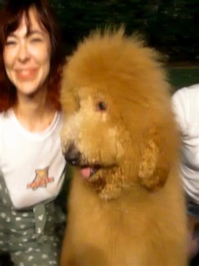 Discover the Magic of Treats 001 for Your Furry Friend