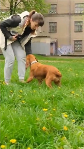 How I trained my dog to sit #dogs #bestdogtraining #dogtraining