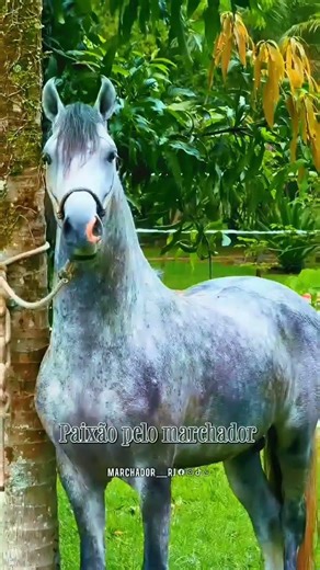 Edit do MM❤🐎 #edits #cavalo #mangalargamarchador #marchadores #fyp