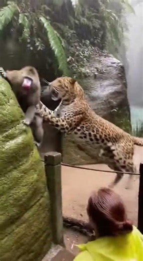 Leopard Ambushes a Mandrill — Crowd Can’t Believe What Happens!