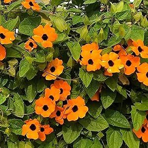Outsidepride Sunrise Orange Thunbergia Black Eyed Susan Seeds - 100 Pcs Annual, Climbing Vine Flower Seeds for Planting Orange Blooms for Low Maintenance Gardens, Containers, Trellis & Fences