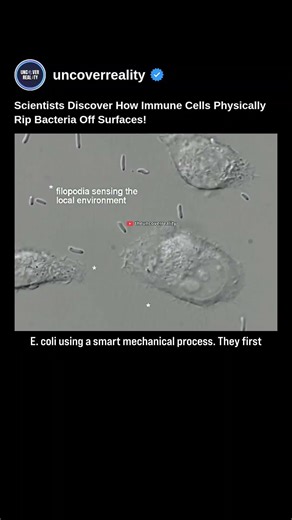 Scientists Discover How Immune Cells Physically Rip Bacteria Off Surfaces! #shorts