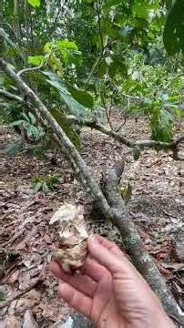 Cacao tree in Ecuador rainforest garden