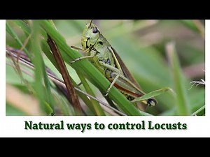 Natural ways to control Locusts