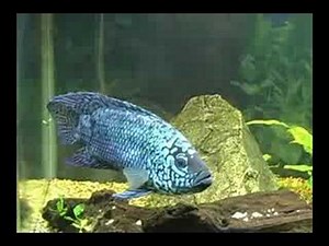 Electric Blue Jack Dempsey
