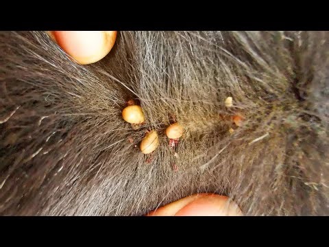 Simple Tick Removal Hack Every Dog Owner Needs