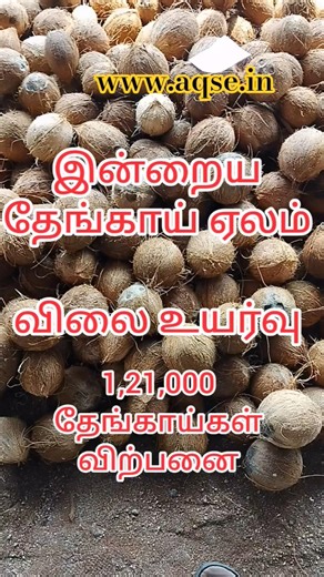 இது தேங்காய் மொத்த கொள்முதல் மார்க்கெட் நிலவரம் | மொட்டை தேங்காய் விலை | உரித்த தேங்காய் ஏலம் #அக்ரி