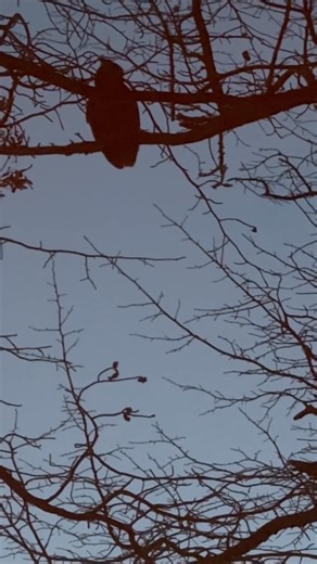 This one’s for you, Diane! 🧡 | Donna Green