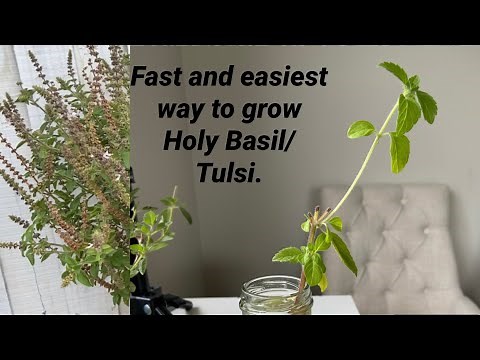 Quickest and easiest way to grow Holy Basil/ Tulsi....without any rooting hormones!!!