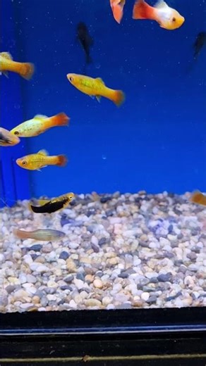 platy fish colourful hi fin platiesss
