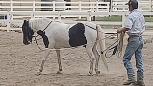 Teach Your Horse How To Long Line Episode 1 - Horsemanship - Learn How To Connect and Bond With Your Horse - - Mike Hughes Horsemanship Members Page