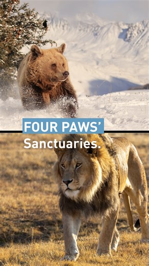 🌍 Around the world with FOUR PAWS Sanctuaries 🐾💛 From the grasslands of South Africa to the forests of Europe and the jungles of Asia, FOUR PAWS sanctuaries provide lifelong homes for rescued animals across the globe. Each dot on the map represents hope, safety, and a second chance at life ✨ | FOUR PAWS