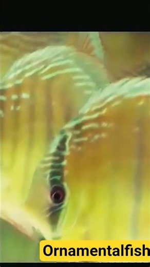 "Discus fish"one of the pupolar freshwater fish#fishkeepinghobby