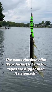374K views · 2.4K reactions | “I think I’ve bitten off more than I can chew” @berkleyfishing Magic Swimmer 228, 4 1/2oz meat stick that even little baby pike want to devour. #northernpike #pike #pikefishing #magicswimmer #fishing #fish #jokes #comedy #berkleyfishing | Fishhook Terry | Facebook