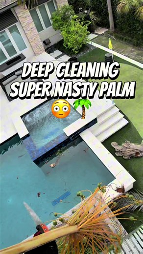 Deep Cleaning a Nasty Medjool Palm Tree: Before & After