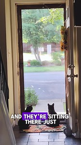Redirected Aggression in Cats: Calm Window-Triggered Fights